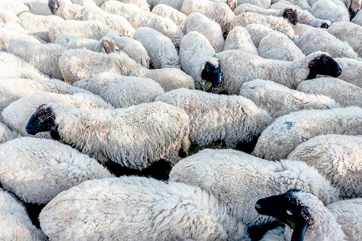 Cloud-in-Hand - Livestock Sheep RFID Tracking